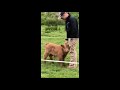 Highland Calf Getting Petted By Man Then Mom Comes To Check Up On It
