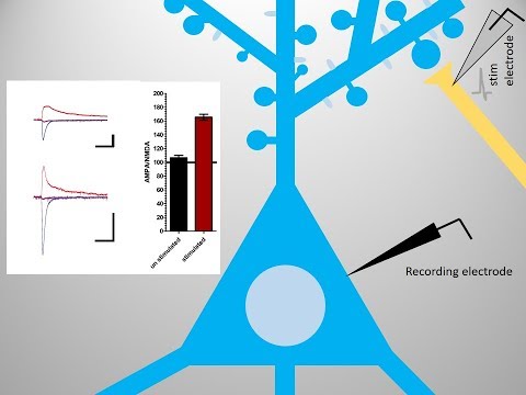 Long Term Potentiation (LTP) basics