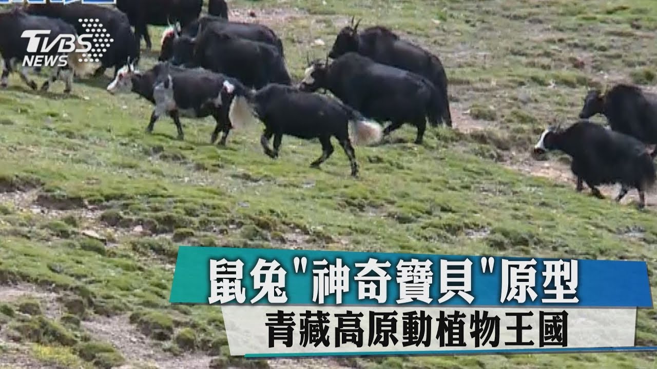 鼠兔「神奇寶貝」原型 青藏高原動植物王國