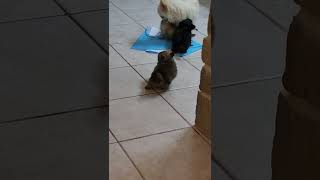 Long Haired Chihuahua Puppies Videos