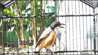 Download lagu Hanya SEKEJAP Cendet Langsung Respon Terangsang Oleh Kicau Merdu Durasi Panjang Ini mp3