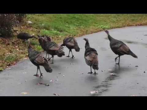 #turkey - Wild Turkeys