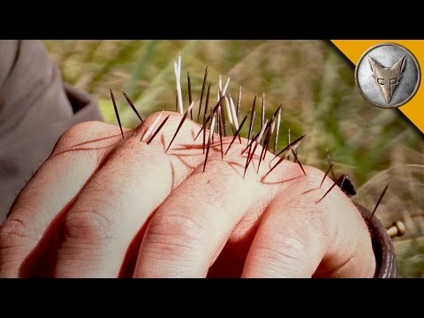 YIKES! Quilled by a Porcupine!