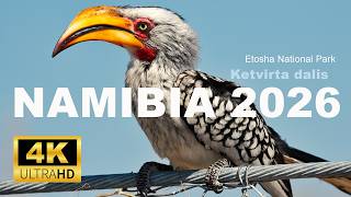 🇳🇦 NAMIBIA 2026 (4) Raganosių bučinys ir Kukačamba #namibia #etoshanationalpark #etosha #africa
