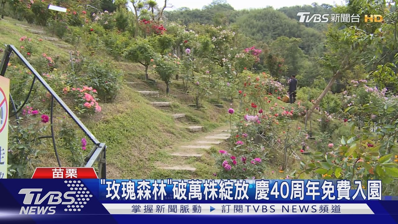 「玫瑰森林」破萬株綻放 慶40周年免費入園