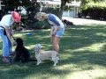 dog training