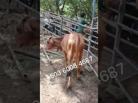 Cinco terneras disponibles en Santa Rosa de Lima, La Unión Norte