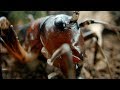 Tusked Weta Vs Foraging Pig Wild New Zealand BBC Earth