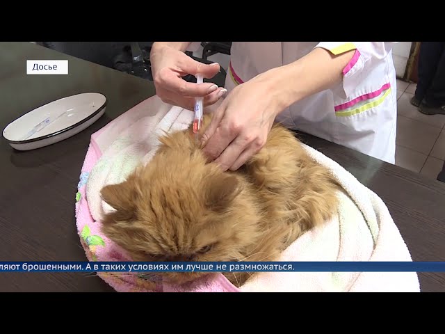 С 15 марта в Ангарске начнётся льготная стерилизация беспородных животных