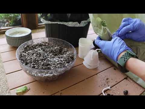 Unboxing and Repotting new violets