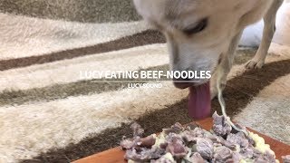 Dog Eating Beef-Noodles [Sound Dogs Love] [강아지가 좋아하는 소리]