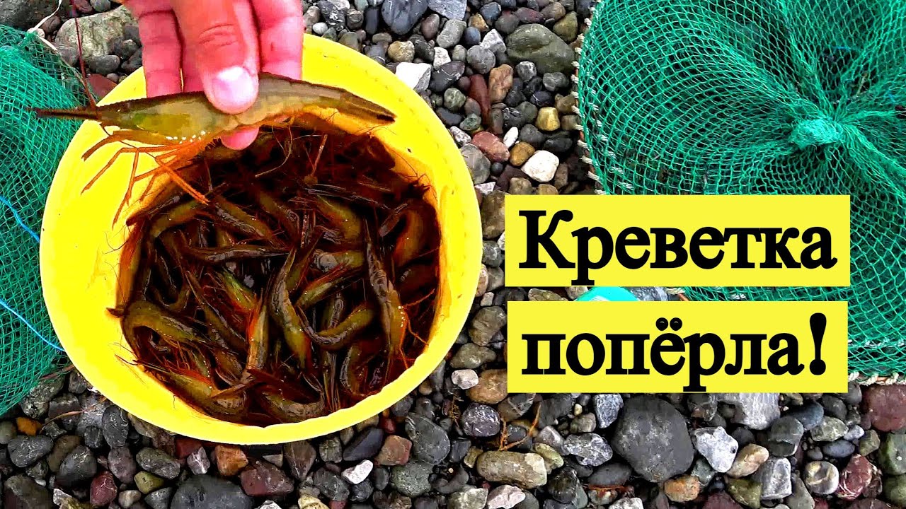 Креветка попёрла! Открыл сезон ловли