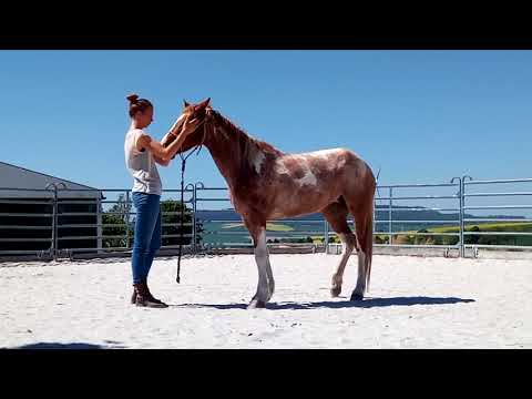 MUSTANG MAKEOVER 2018 Team Marie (TAG 4137) - Update 3