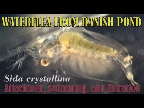 Water fleas -  swimming and filtration of Sida crystallina