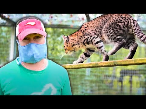 閉鎖中の動物園 (A Zoo During Lockdown)