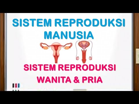 Sistem Reproduksi Manusia - Biologi Kelas 11 SMA