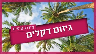 גיזום דקלים