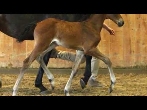 Quaterstern-Sandrit filly * 2014 for sale