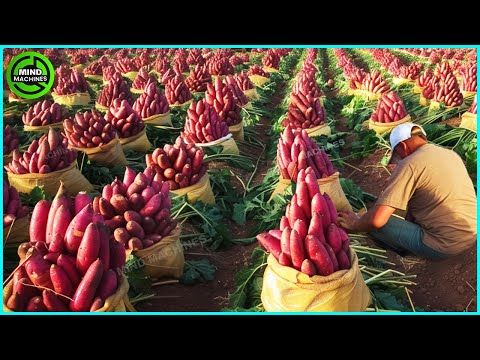 The Most Modern Agriculture Machines That Are At Another Level, How To Harvest Sweet Potatoes ▶7