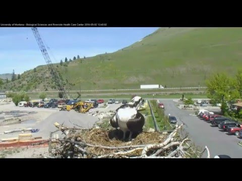 Hellgate ospreys 5.2.16 Iris's fish & what lead up to the 2nd egg she laid