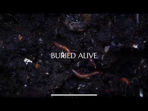 Perfect Nightmare - Buried Alive (Visualizer)