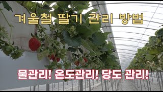 겨울철 딸기 물관리!! 온도관리!! 그리고 딸기 당도 관리의 기초!! 이것만 잘 해도 돈번다!!