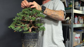 I Tried Wiring This Tree and WOW!