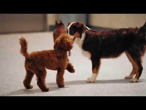 House of Woof video.