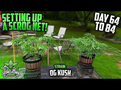 How I Set Up a SCROG NET For My OG KUSH! | Day 64 to 84