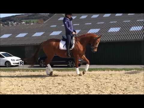 Verkaufspferd Bretton Woods x De Niro