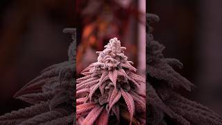 🍂 Natural Autumn Fade 🍂 When flowering plants reach the finish line, the colors tell the story.