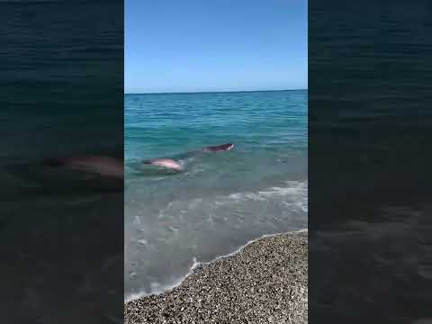 Uno squalo a Badolato a pochi metri dalla riva