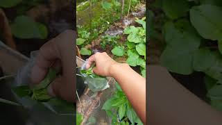 Download lagu Cara menyimpan daun kemangi agar tidak mudah layu dan busuk #kemangi #garden #gardeningtips mp3 Download lagu Cara menyimpan daun kemangi agar tidak mudah layu dan busuk #kemangi #garden #gardeningtips mp3