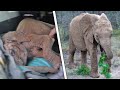 Rescuing A Baby Elephant BEFORE VS AFTER Amazing Transformation