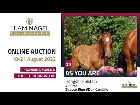 Katalog 14 - Hengst v. All Star - Zirocco Blue – Candillo * 26.03.2022