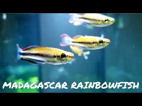 Dúhovka madagaskarská (Bedotia madagascariensis) — video o chove a starostlivosti