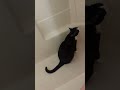 Sassy Pants Tux Kitty Demands Running Water