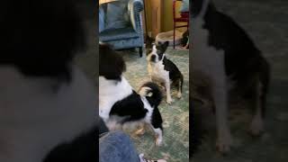 Japanese Chin Puppies Videos