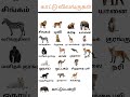 காட்டு விலங்குகள் Wild Animals Name In Tamil Animals Shorts