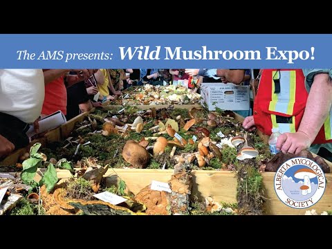AMS Presents the Wild Mushroom Expo 2023