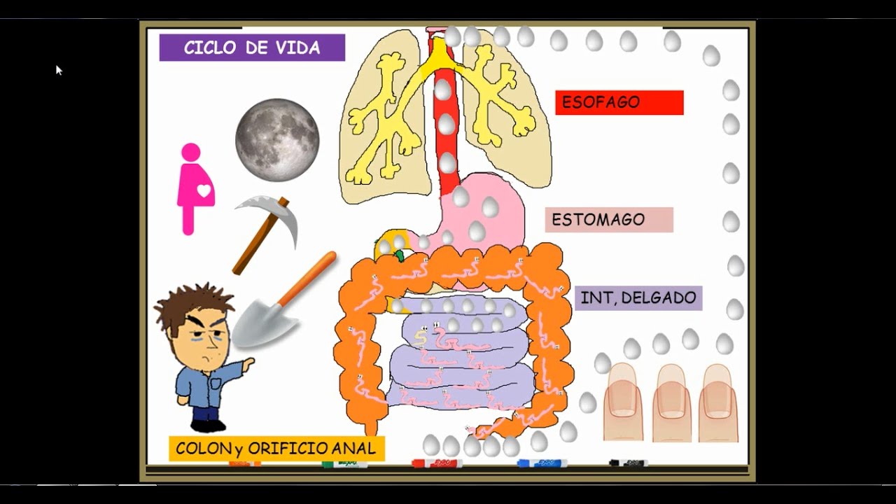ENTEROBIUS VERMICULARIS OXIUROS