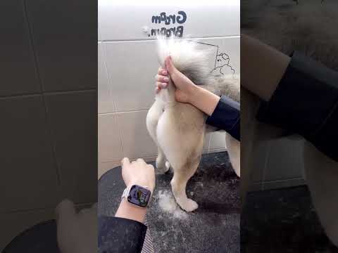 Husky puppy back grooming 😳🙉🐶 #puppy #dog #husky #dogstylist