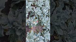 Film By Geeta Nahak Jrg Pur