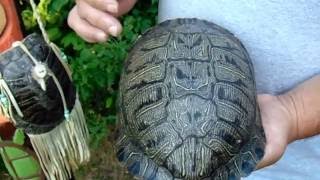 13 Moons on Turtles Back, A Native American Calendar