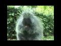 Porcupine Eating A Carrot - Song by Parry Gripp