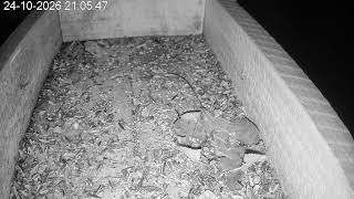Bird Feeder Live Cam 2 🕊️ | Live Nature from Slovenia | Arboretum and Botanical Gardens Volčji Potok live webcam