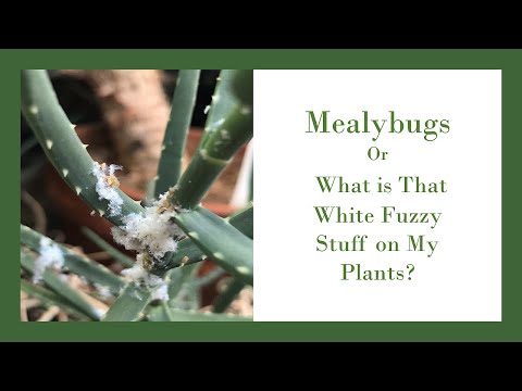 image-Why is there fuzzy mold on plants?
