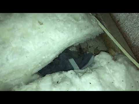 Setting a Humane Rat Trap in the Attic