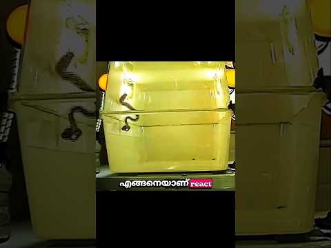 സീറോ ഗ്രാവിറ്റിയിൽ മൃഗങ്ങളുടെ റിയാക്ഷൻ എങ്ങനെയായിരിക്കും? 🐸🐱🐍