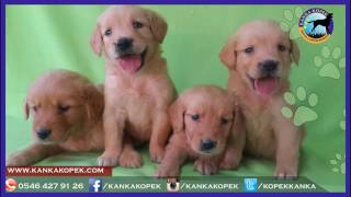 Satılık Köpekler Konya | www.kankakopek.com